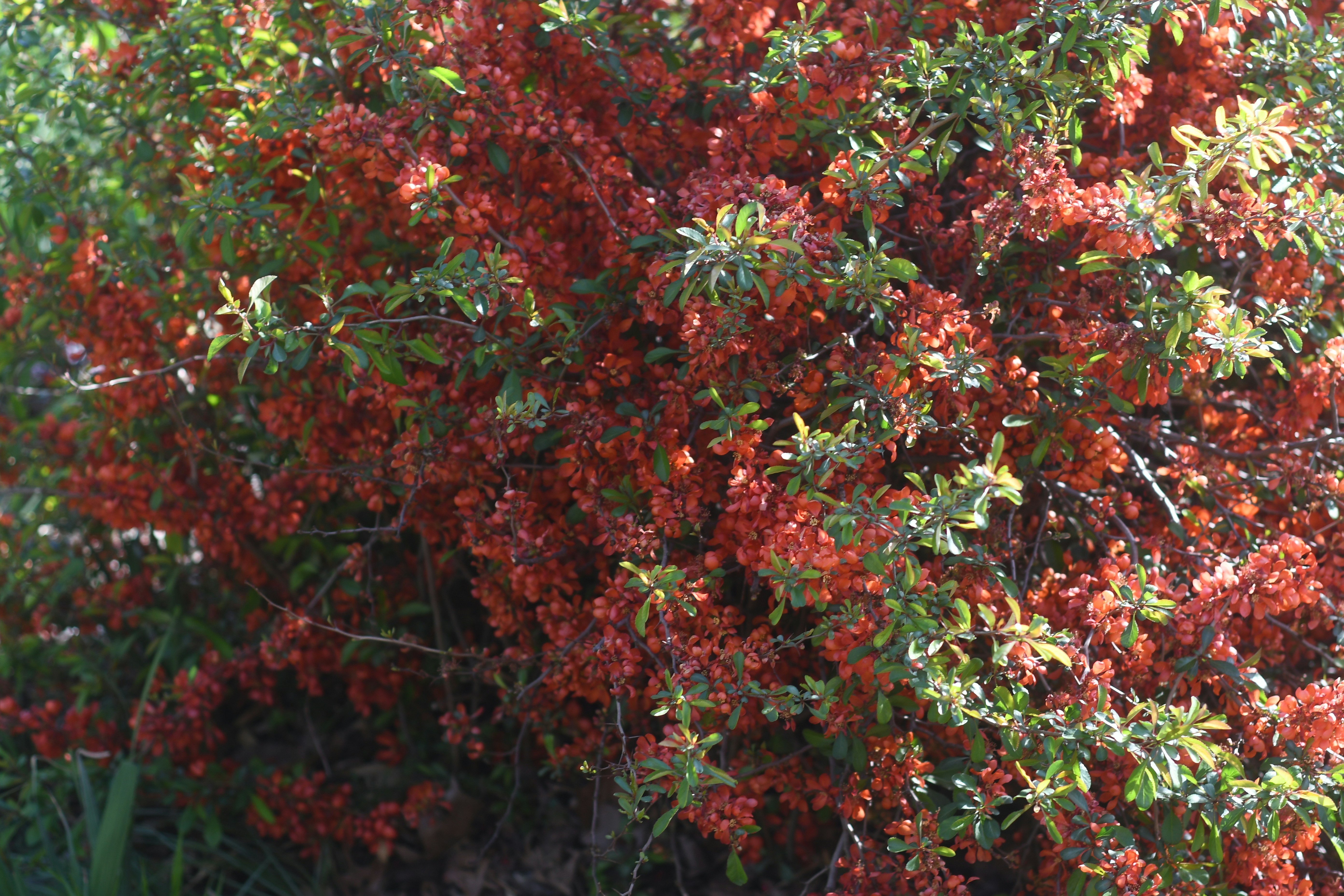 Aglonema Red Sumatra